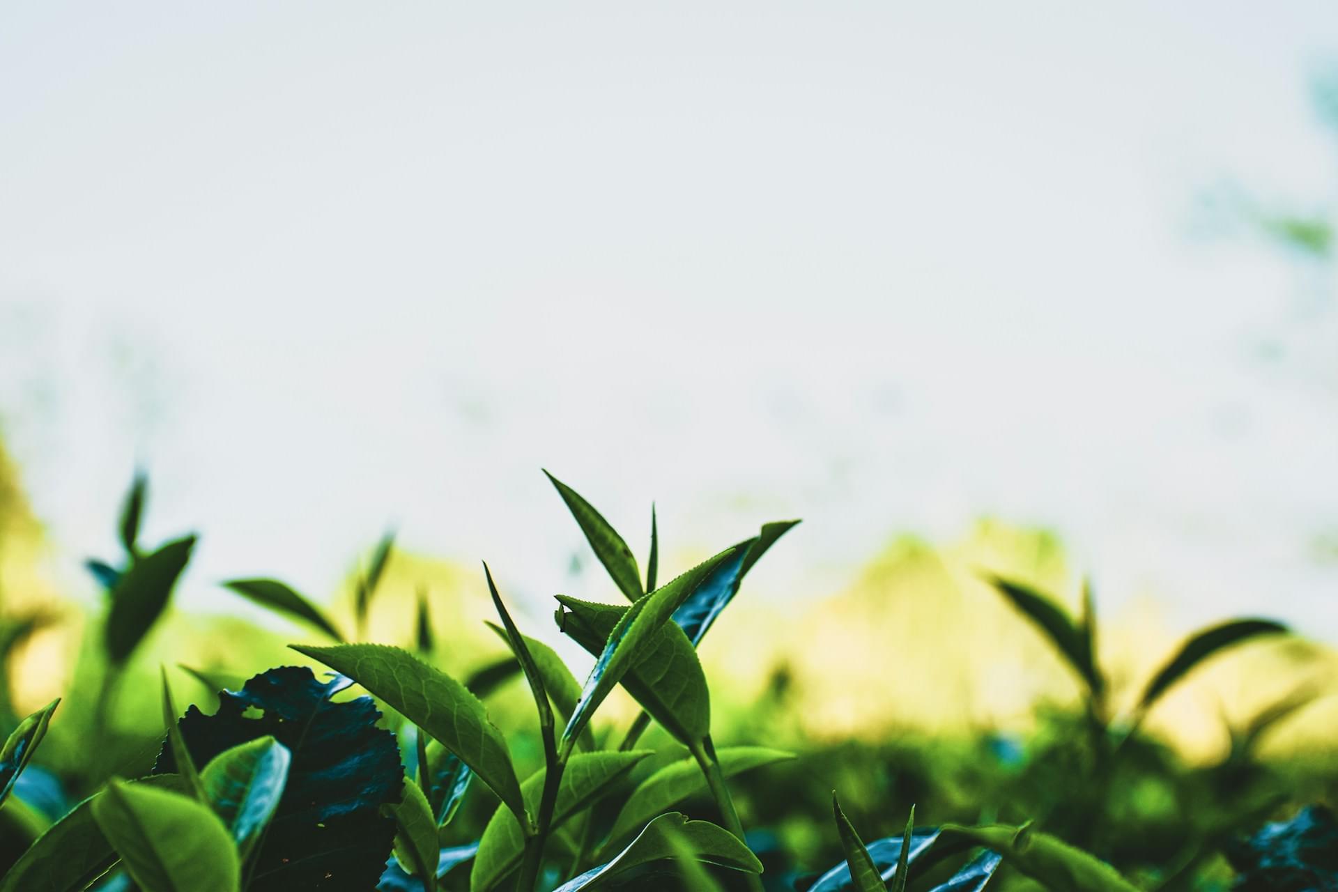 Tea